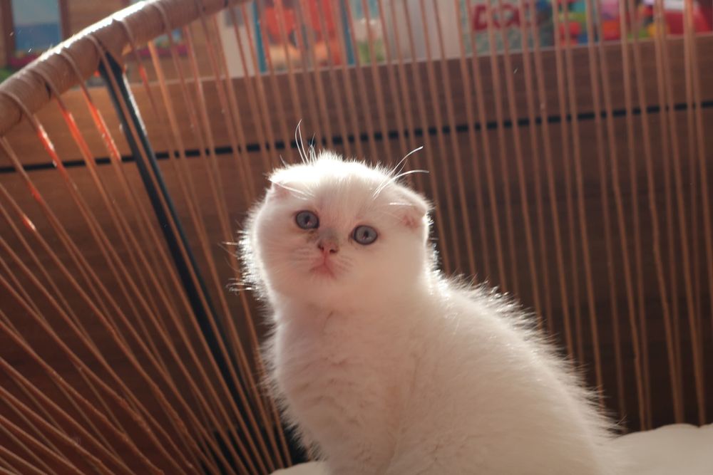 Um gatinho scottish fold pointe