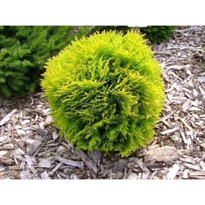Туя западная шаровидная Даника.    Скидка