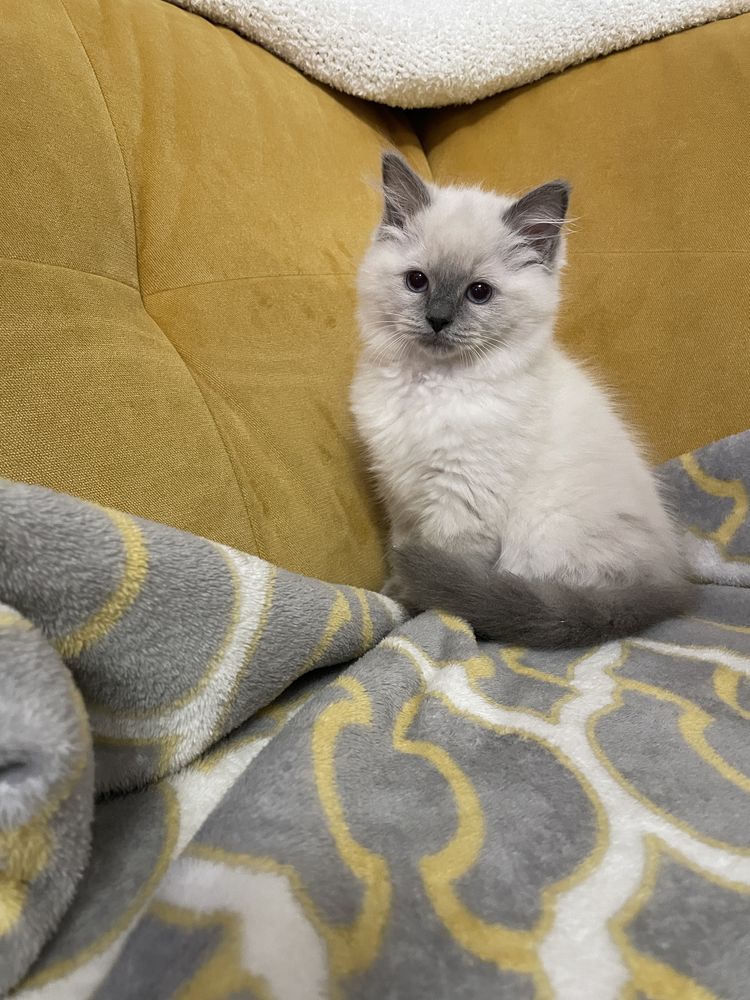 Kotka Ragdoll z rodowodem