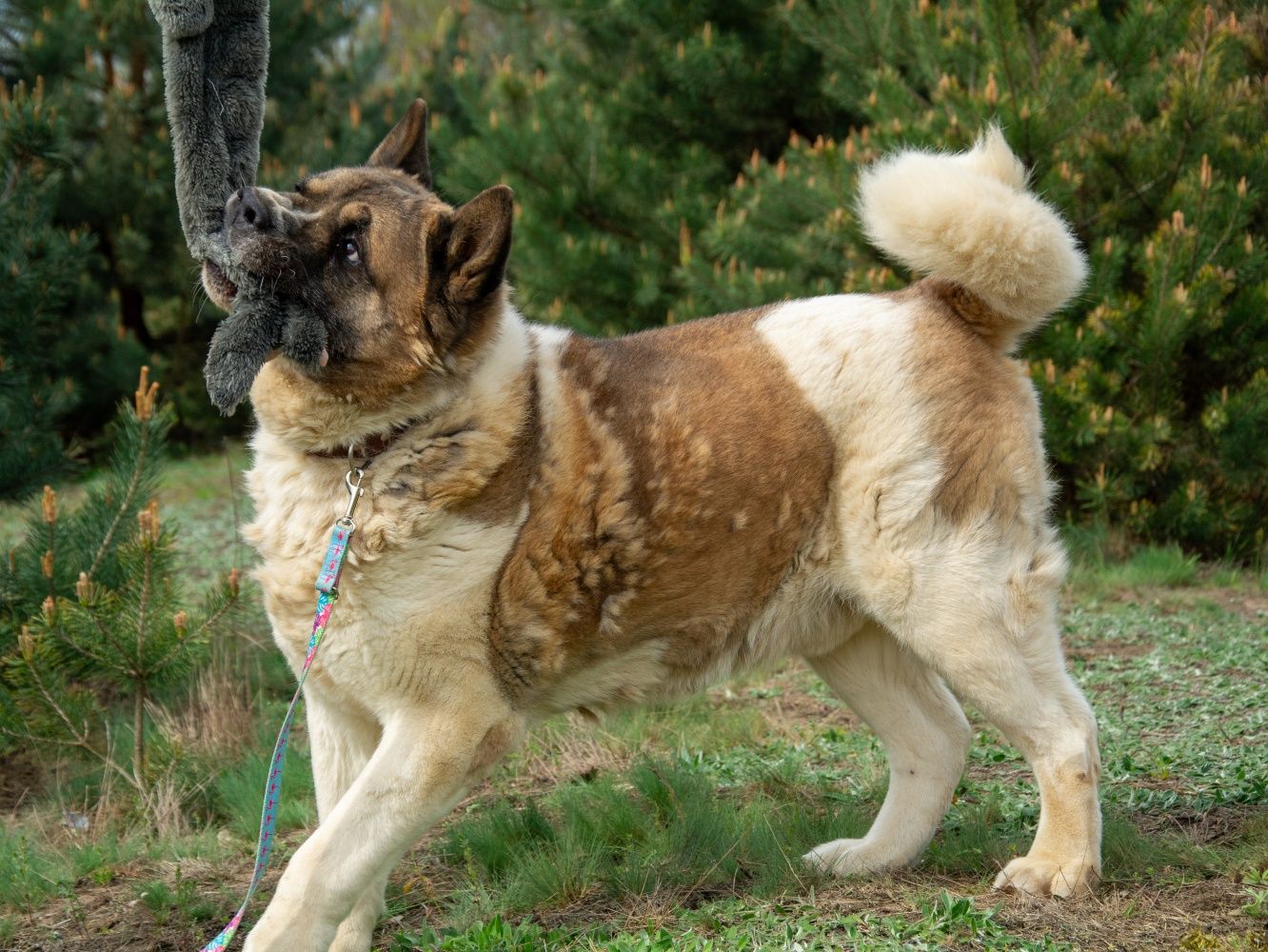 Navar akita amerykanska oddany przez właściciela