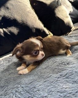 Sprzedam chihuahua