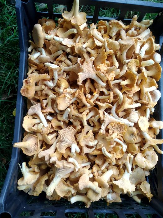 Лисички свіже зібрані (і сушені в наявності)