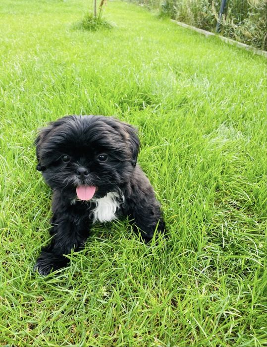 Przepiękny szczeniaczek shih tzu