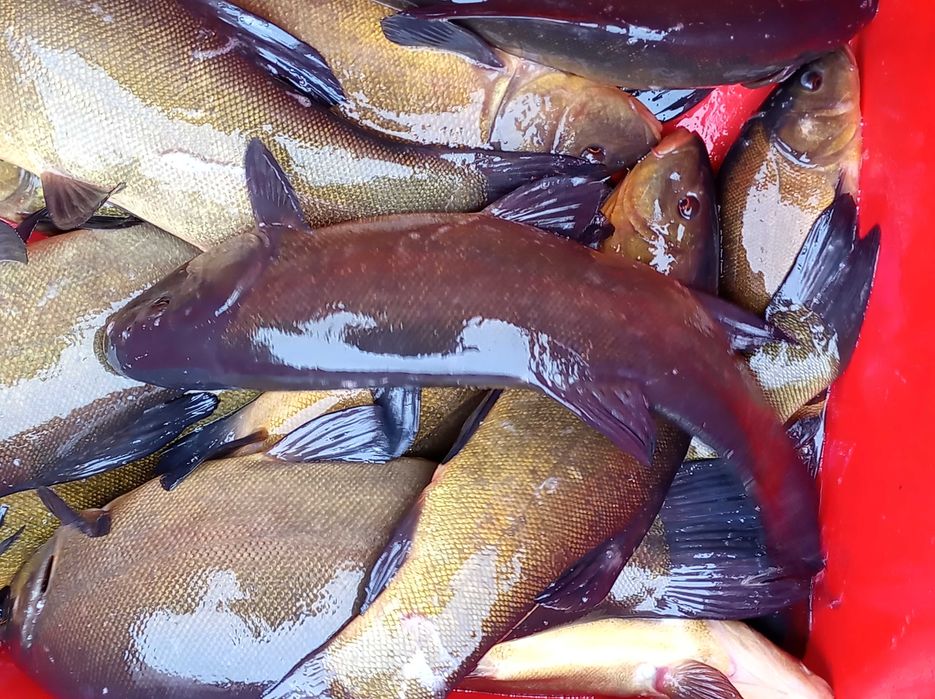 Duży karaś 1,5 - 3 kg japoniec karaś srebrny lin szczupak karp tolpyga