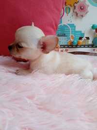 Chihuahua śliczna dziewczyna