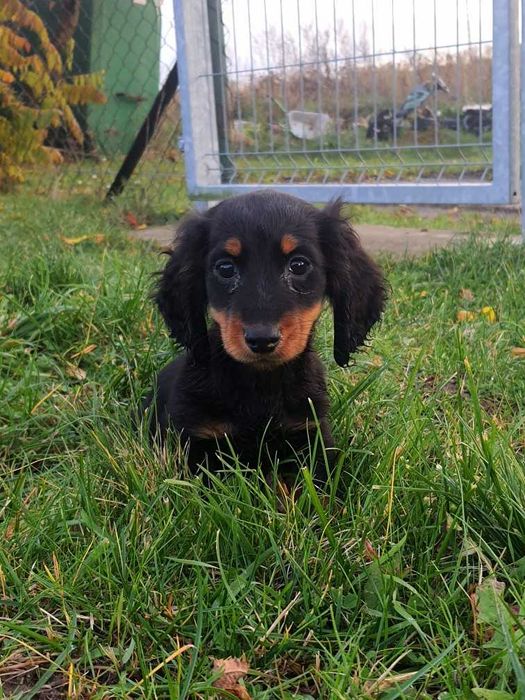 Jamnik miniaturowy długowłosy