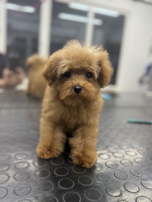 Suczka Pudel Toy Gotowa do odbioru , Badania genetyczne