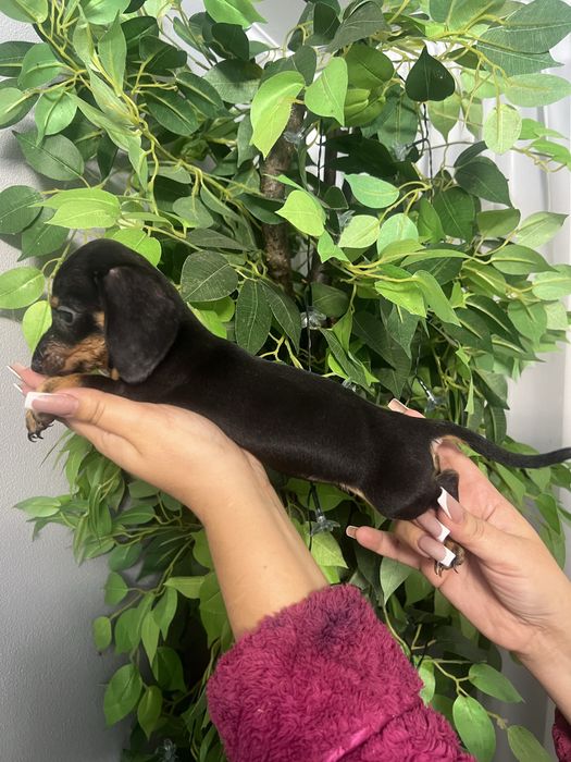 Дівчата кролячоі такси