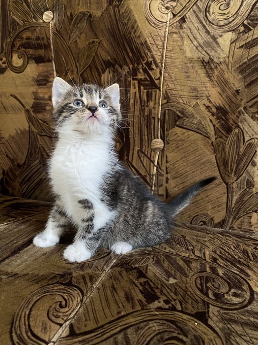 Віддам в добрі руки кошеня-дівчинка