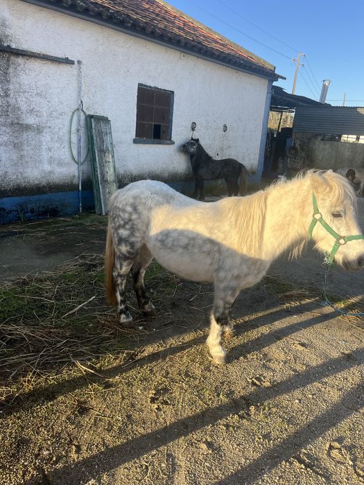 Ponei femea 1,18m mini egua