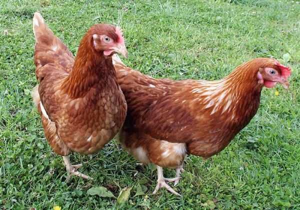 Kury kokoszki nioski ROSA