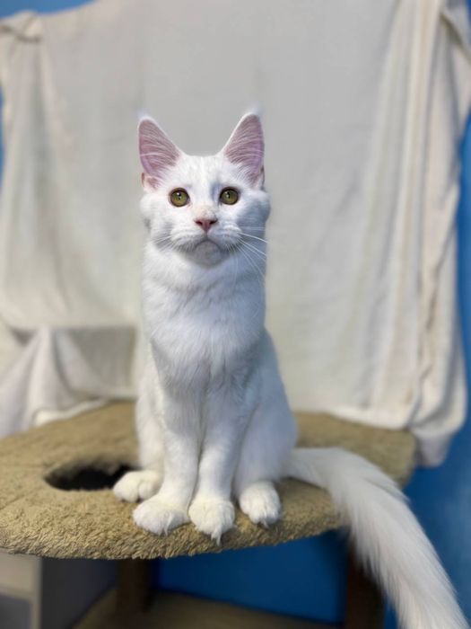 Продам білу дівчинку мейн-кун