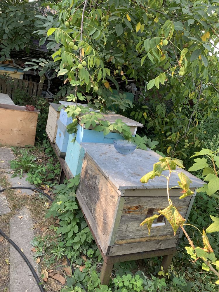 Продам пчел с ульями