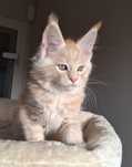 Rudo srebrzysty elegancki kocurek Maine Coon