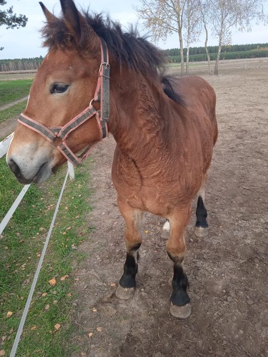 Źrebica zimnokrwista