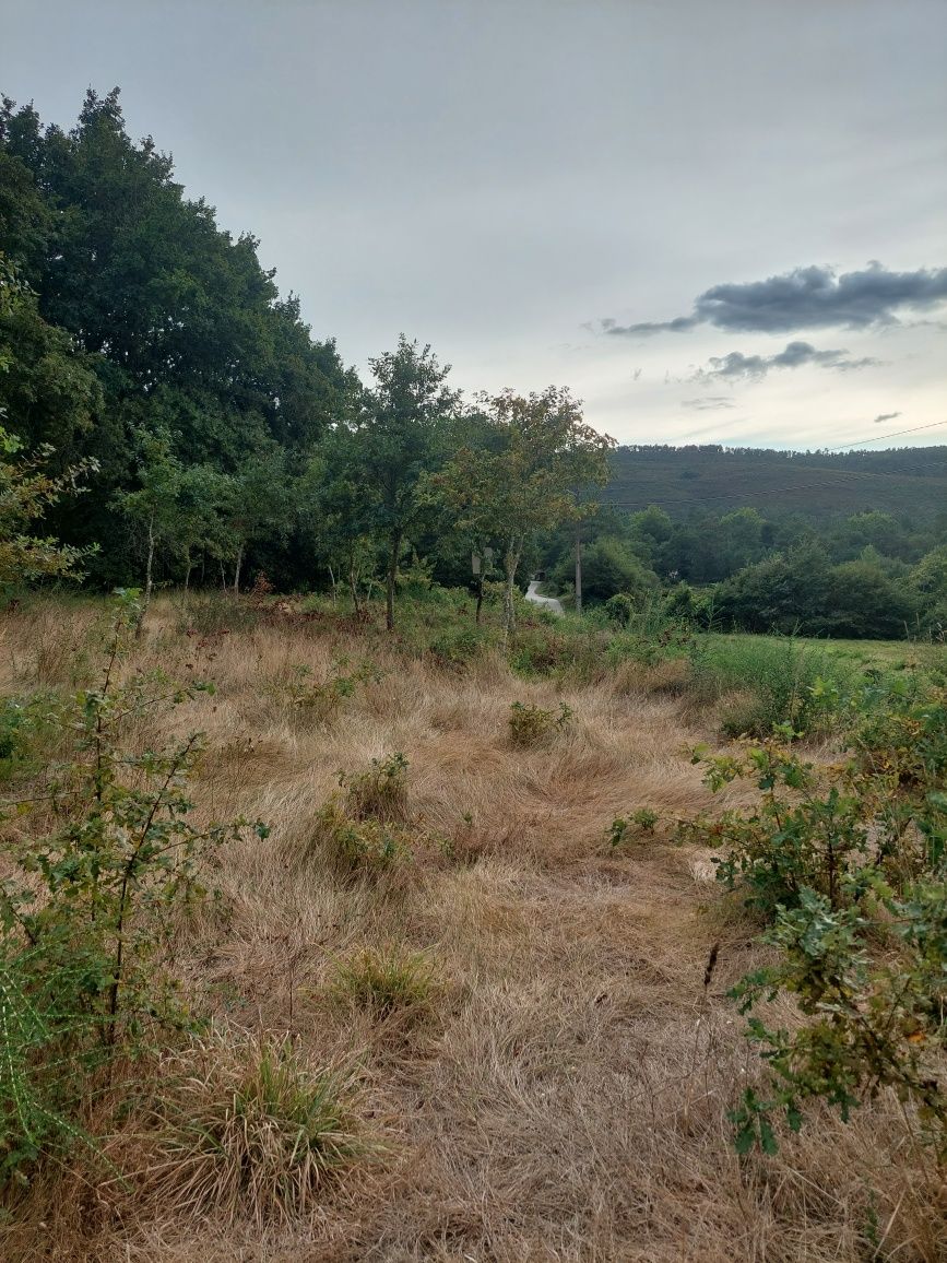 Terreno com 3500m2 em Coura