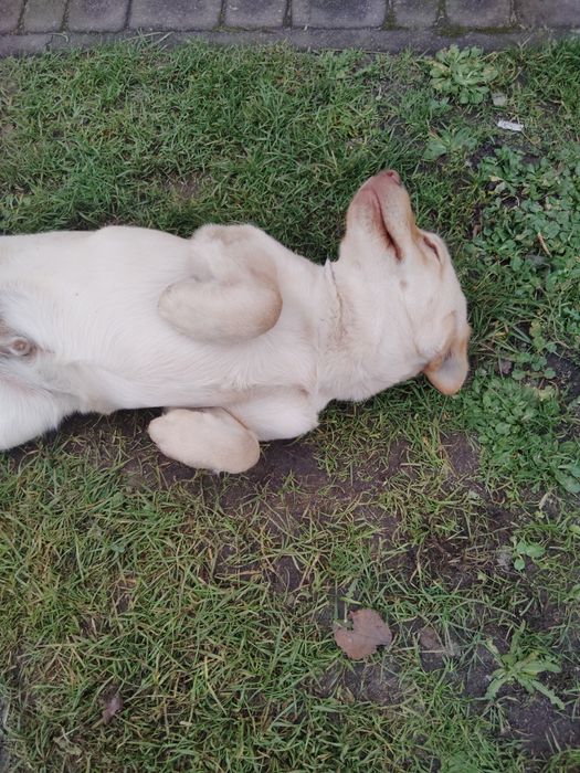 Labrador Biszkoptowy