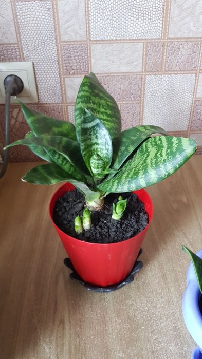 Сансевиерия с горшком