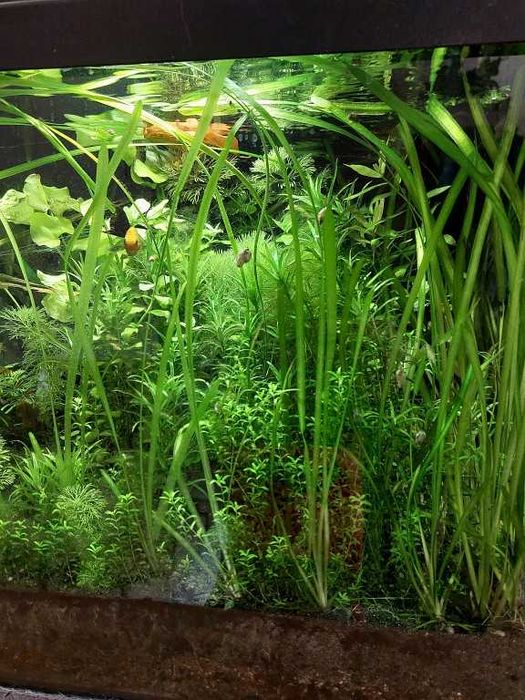 Sprzedam akwarium 112 l (80x35x40)