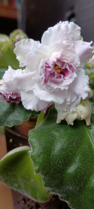 Фиалочки. Сортові