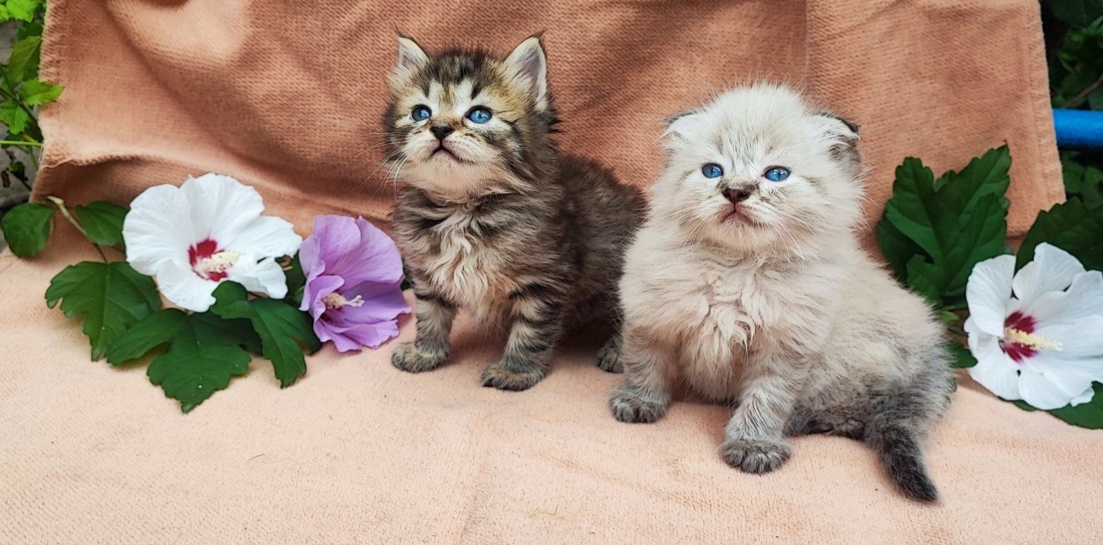 Кошеня. Котик. Кішка.