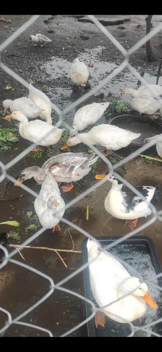 Продам уток голубой фаворит, чери Вилли, и, и  индо утки.