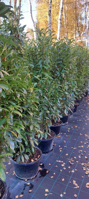 Laurowiśnia wschodnia 'Caucasica' / Prunus laurocerasus