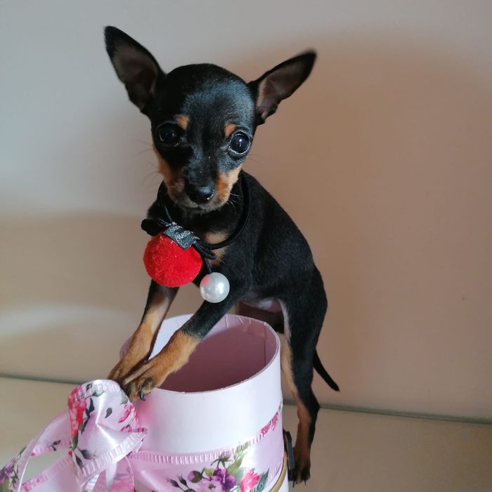 Pinscher Miniatura