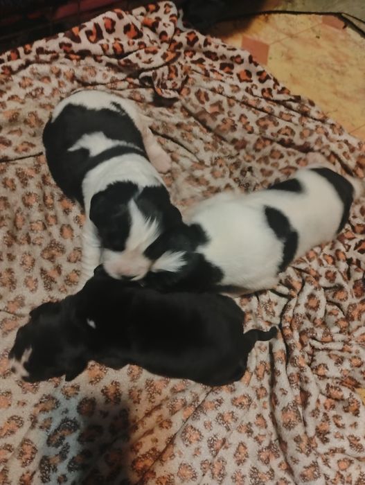 Nowofundland Landser