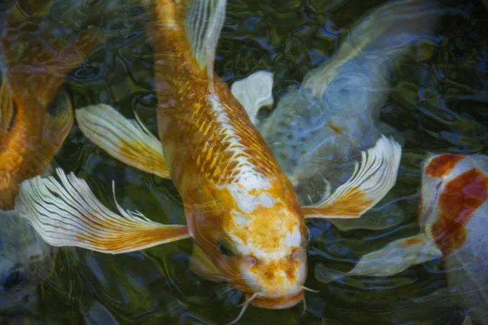 Karp koi Long Fin Butterfly sklep zoologiczny Pirania Olsztyn wysyłka