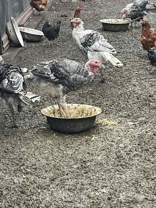 Індик. Домашні тварини,  Сільгосп.тварини