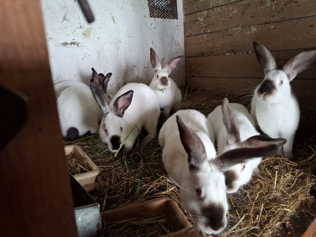 Króliki kalifornijskie w różnym wieku