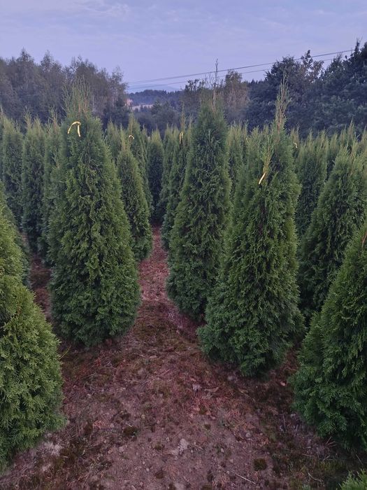 Tuja szmaragd, brabant, świerk, jodła, sosna,SADZIMY