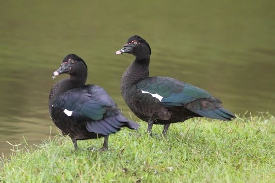 Patos mudos de varias cores