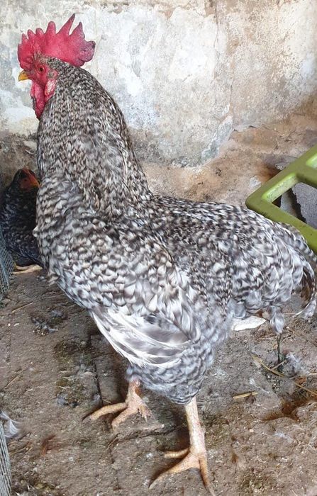 Galos 6 "Chines" Garnize 2 grandes Troco por galinhas frangas ou vendo