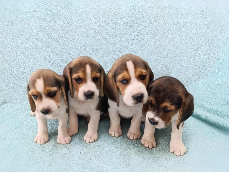 Beagle szczeniaki- pieski