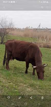 Корова червона(молочна)