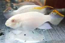 Pelvicachromis Pulcher Kribensis ciclídeos anões