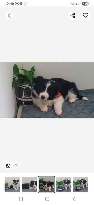 Suczka rasy Border Collie