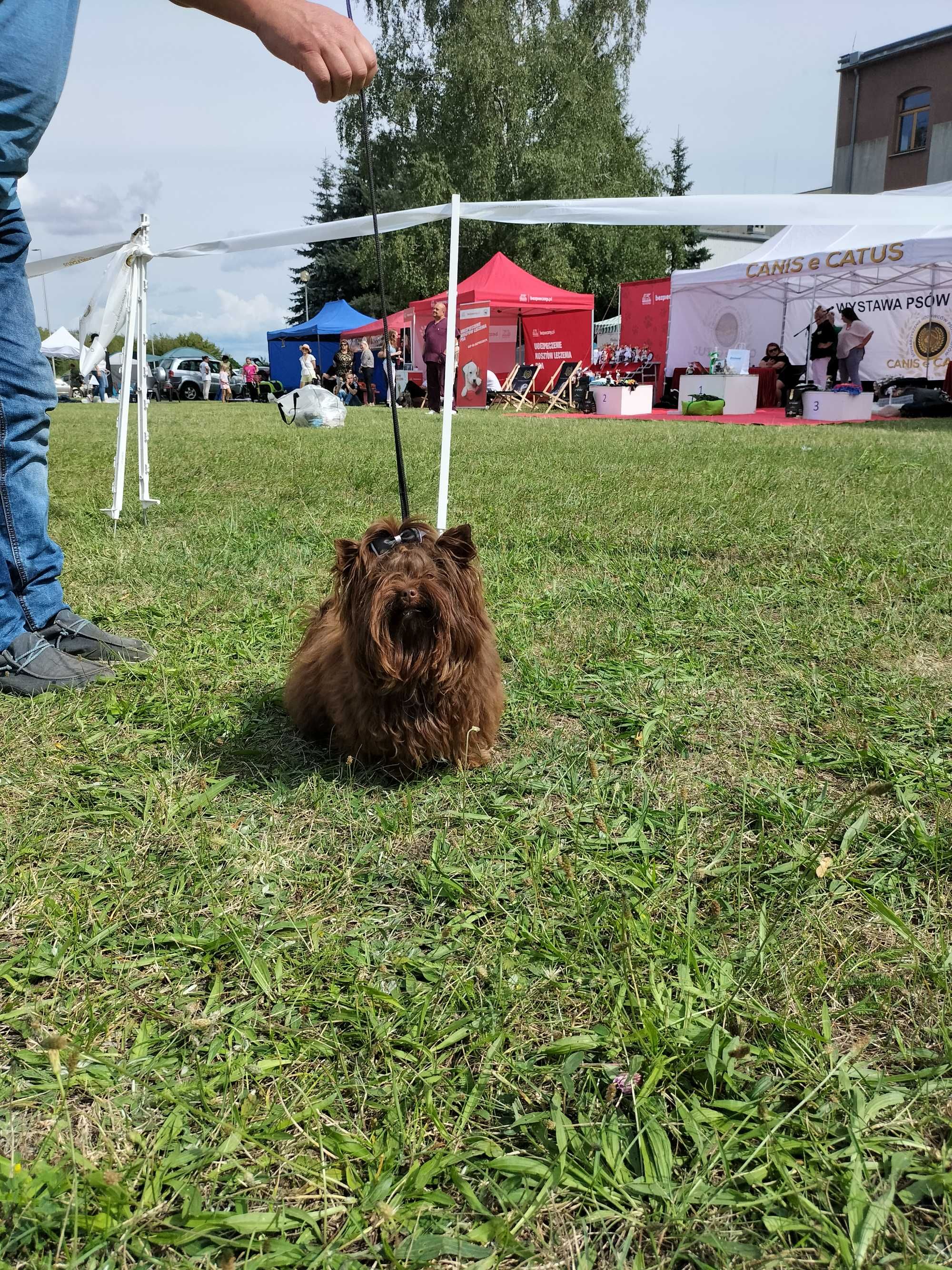 Yorkshire terrier chłopak