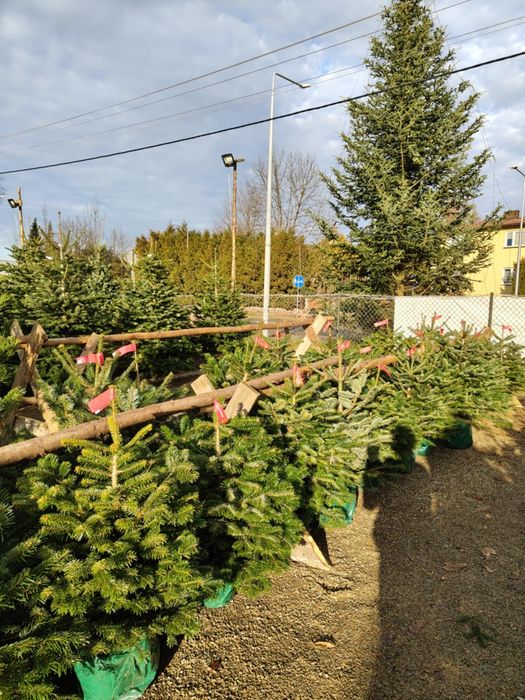 Choinki jodła kaukaska piękne gęste prima