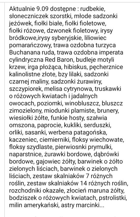 Sadzonki CZARNEJ maliny duże i bardzo duże sadzonki