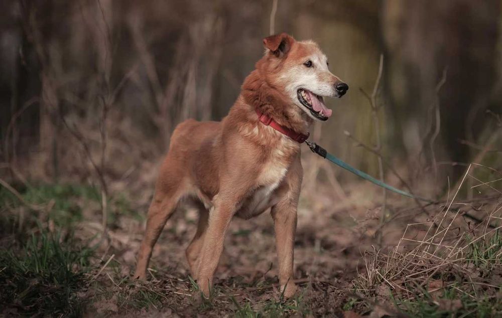 Winnie - zawsze uśmiechnięty cudowny psiak ADOPCJA