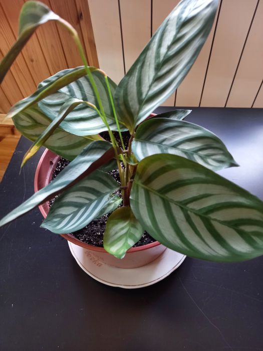 Продаю  излишки комнатных растений