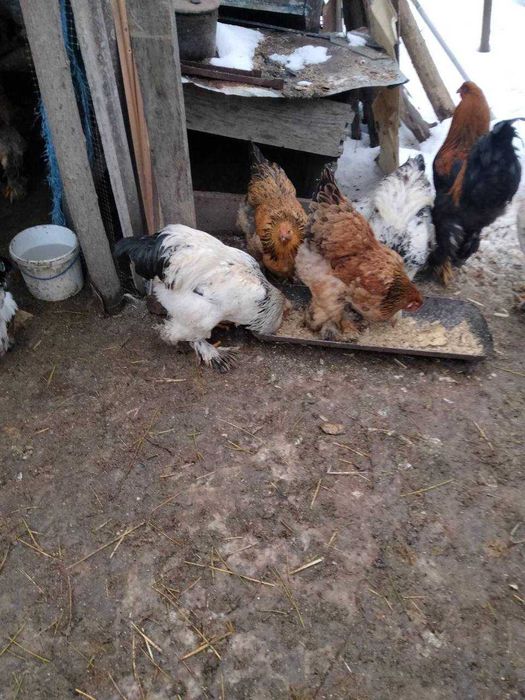 Продам півні породи Брама