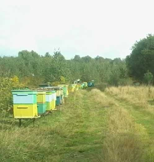 sprzedam 30 rodzin pszczelich