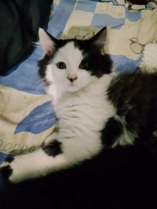 Терміново! Маленькі кошенята, в добрі руки