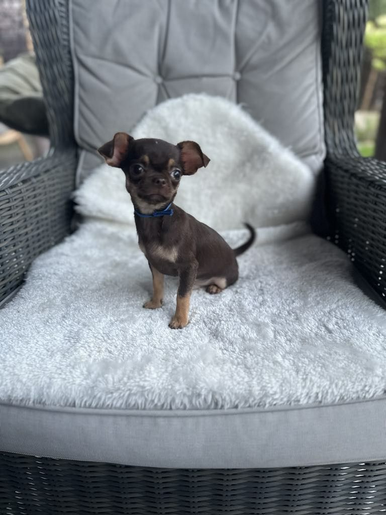 Sliczny czekoladowy chlopiec Chihuahua