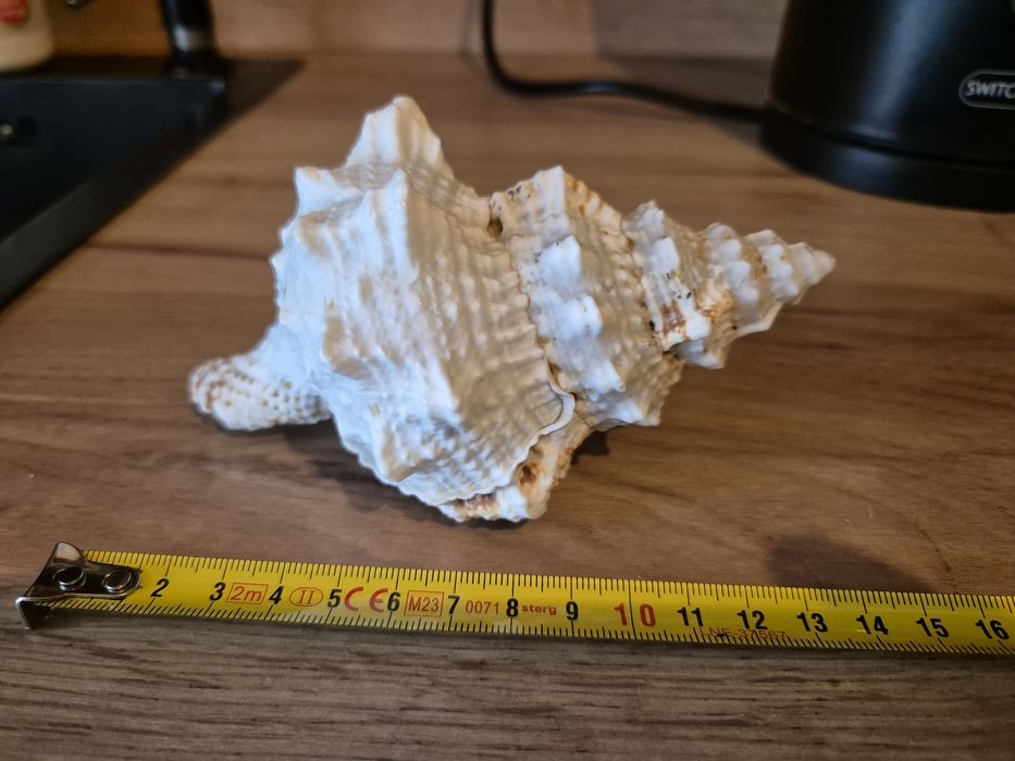 Muszla Morska Bursa Bubo