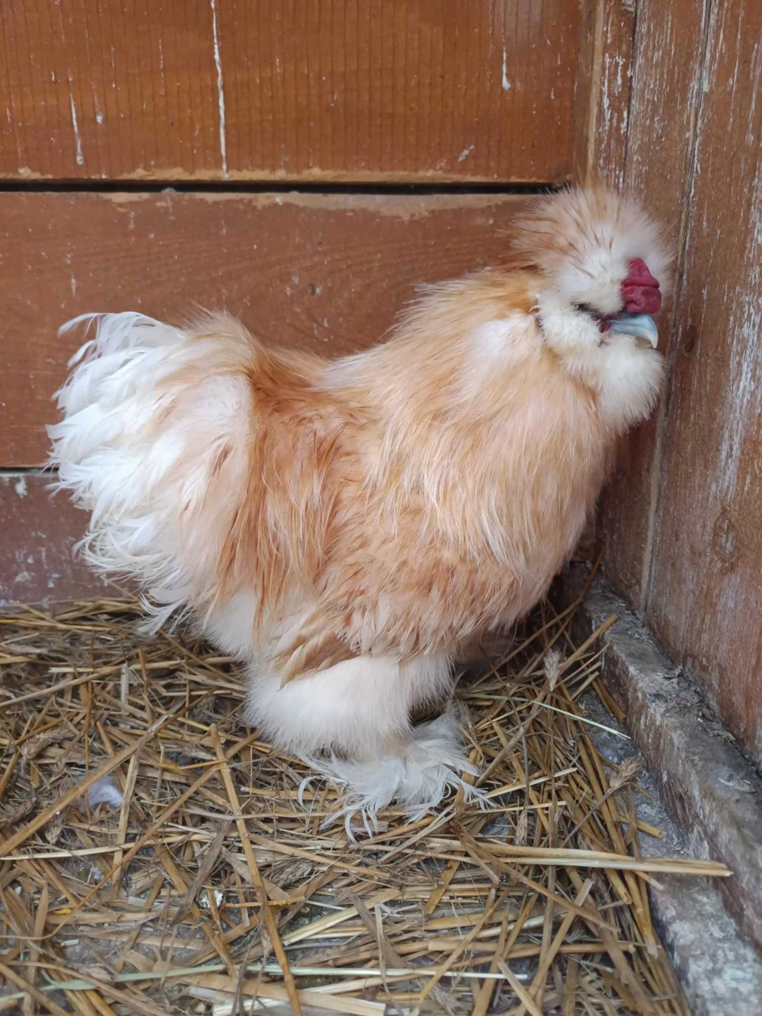 SILKA - para zmieni kurnik.